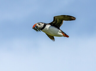 beautiful puffin in flight with a beak full of sand eels with a bright blue sky background