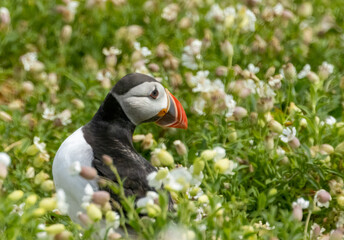 Atlantic puffin on the edge of its burrow in beautiful grass and coastal flowers in the sunshine on the Isle of May, Scotland