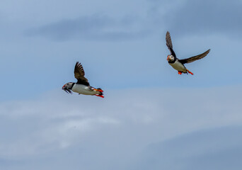 Puffins in flight with bright blue skies and beaks full of sand eels on the Isle of May, Scotland