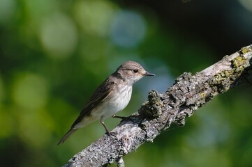 Muscicapa striata aka Spotted flycatcher is sitting on the branch in his habitat. Common bird of Czech republic nature.