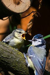 Cyanistes caeruleus aka blue tit is feeding baby tit. Baby tit is crying 
