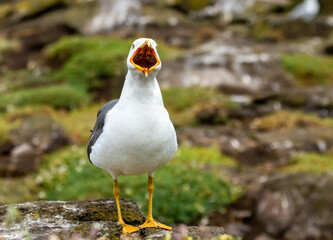 Black backed gull basking in the sunshine with beak wide open