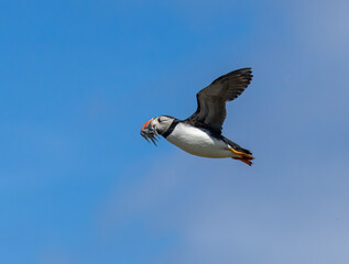 Puffins in flight with bright blue skies and beaks full of sand eels on the Isle of May, Scotland