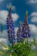Blue and violet blossom of lupinus flower with green leafs and white cloudy sky