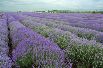 Naklejka na ściany i meble A lavender field in the beginning of June