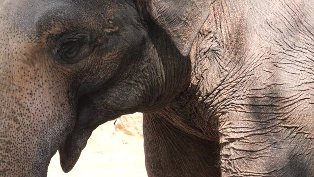 Close up of the head of an elephant