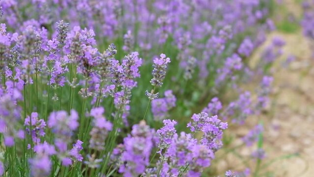 Field of lavender farm. Beautiful purple flowers Sustainable, regional organic cultivation in Tirana, Albania, 4K footage.