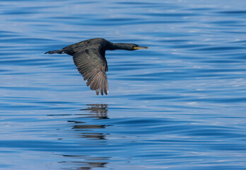 Cormorant sea bird in flight low over the blue ocean