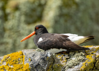 Beautiful oyster catcher seabird on a rock in the sunshine 