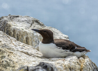Guillemot sea bird resting on a rock on the cliff in the sunshine with beautiful blue sea background