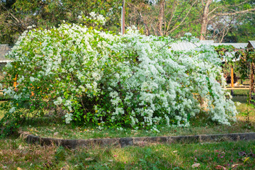 Beautiful bougainvillea, White bougainvillea flowers, white flowers look like paper, selective...