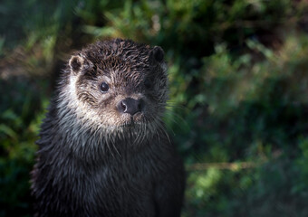 Portrait of an Otter in a game park 