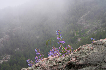 Columbine Flower in Colorado Fog