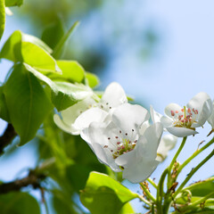 Spring pear tree blossoms and blue sky.