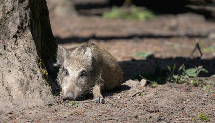 wild boar in the woods 