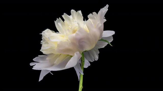 White peony flower blooming on black background