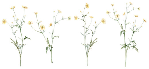 Obraz na płótnie Canvas Set of the yellow flower meadow buttercup known as Ranunculus acris, sitfast, spearworts or water crowfoots. Watercolor hand drawn painting illustration isolated on white background.