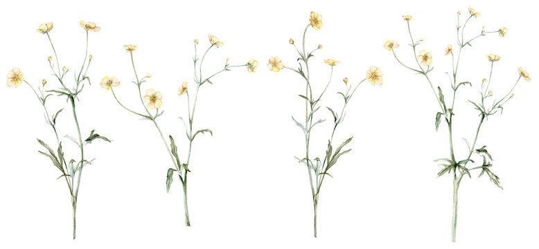 Set of the yellow flower meadow buttercup known as Ranunculus acris, sitfast, spearworts or water crowfoots. Watercolor hand drawn painting illustration isolated on white background.