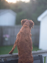 dog on the porch