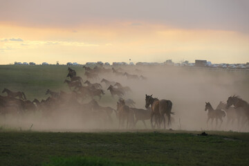 A herd of horses in a field runs in the dust, on a blurry background in the distance, a highway with cars