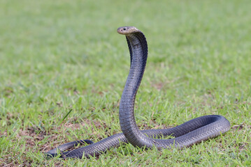 Javan spitting cobra on a grass in defend position
