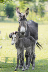 Portrait of a baby donkey with it's mother 