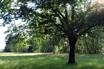 Fototapeta na wymiar Baum in Gegenlicht
