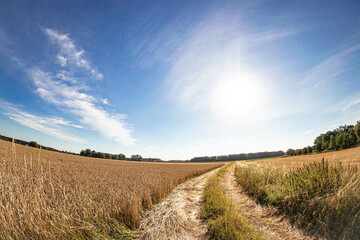 Fototapete bei efototapeten.de bestellen   