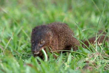 Mongoose (Urva javanica) eating a snake as their prey