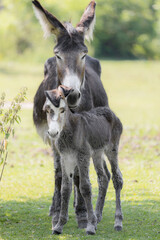 Portrait of a baby donkey with it's mother 