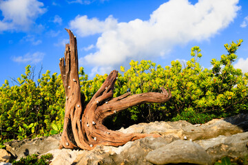 A Twisted Driftwood on a Rocky Outcropping Surrounded by Lush Green Foliage and Covered with Snails