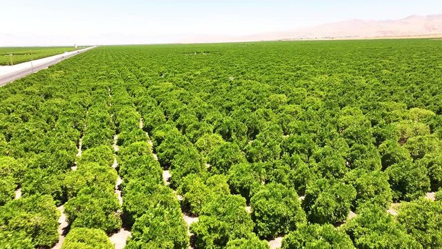 Citrus Orchard in the Summer Sun
