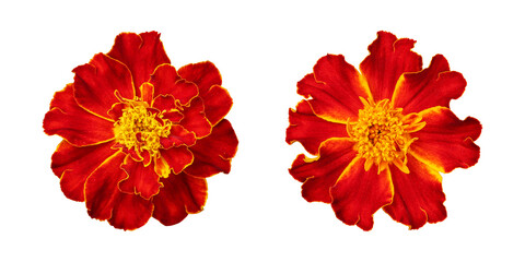 Red orange marigold flower isolated on transparent background