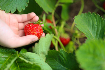 Female hand harvesting red fresh ripe organic strawberry in garden. Woman picking strawberries in...