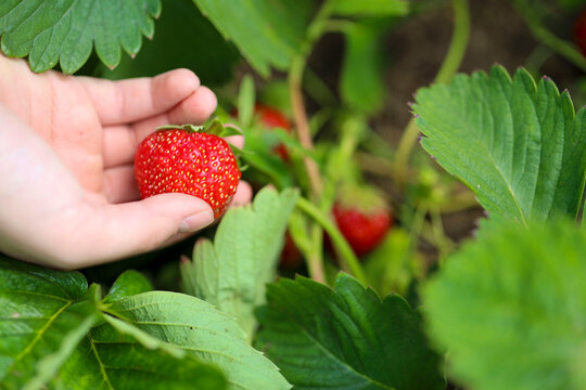 Female hand harvesting red fresh ripe organic strawberry in garden. Woman picking strawberries in field