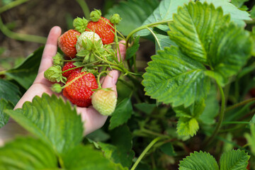 Farmer is picking red ripe strawberry in his greenhouse. Natural farming and healthy eating concept.