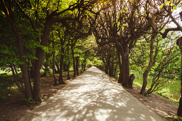 Fototapeta premium Green trees in two sides of walkway in the park on sunny day in autumn spring summer season. Public Olivia park in Gdansk Poland. City park with benches scenery landscape. Urban garden with street