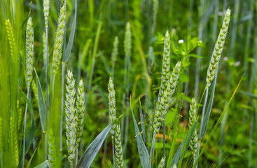Macro close-up of fresh spikes of young green wheat in a spring summer field. Free space for text. The concept of agriculture