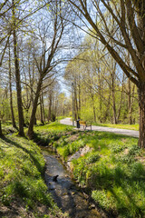 Obraz premium Sunrise through the morning mist in the pine forest at the end of summer. Sunbeams in the dark forest. Deep forest tree. Green grass Natural wallpaper background