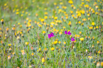 Nature summer Background of floral meadow,