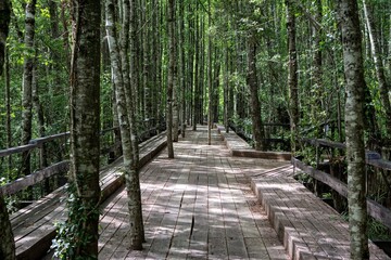 Photo of a serene wooden walkway surrounded by lush greenery in the heart of Huilo Huilo Park, Patagonia
