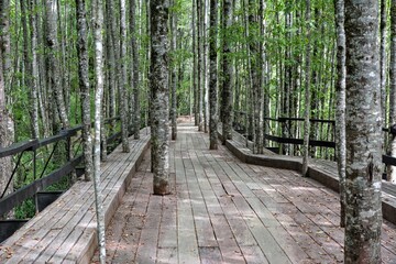 Photo of a wooden walkway surrounded by lush trees in Huilo Huilo Park, Patagonia