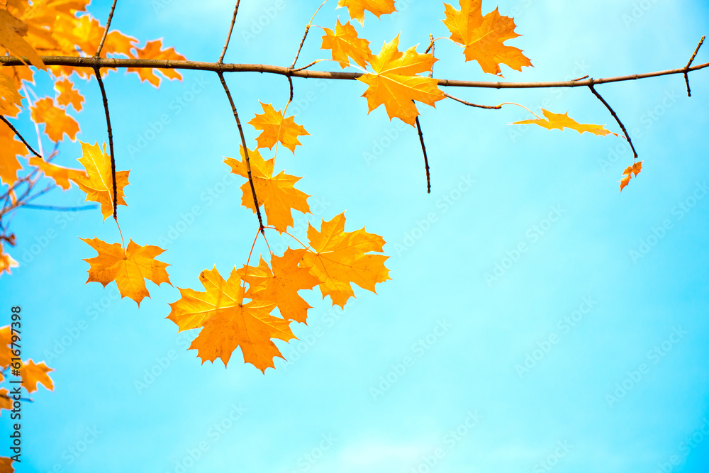 Canvas Prints Autumn natural background with maple leaves