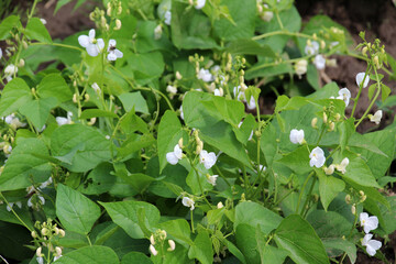 Obraz premium Common bean (Phaseolus vulgaris) is blooming in the garden