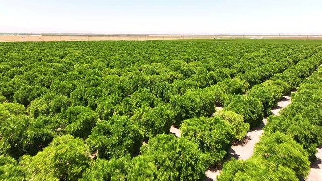 Captivating Aerial Shots of a Citrus Orchard in California
