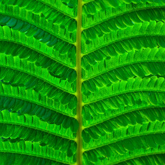 Fresh juicy lettuce fern closeup. Background macro photo of nature in shades. The concept of...