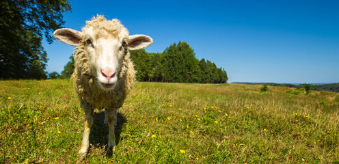 Close-up of sheep face. Animal on green summer meadow. Light sheep grazes under blue sky. Concept of breeding livestock. Sheep is looking at camera. Glade with grass and dandelions. - Powered by Adobe