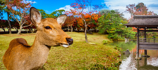 Nara park in Japan. Young deer. Asian fauna. Deer near river. Nara park area. Hornless deer on green lawn. Natural attractions of Japan. Wooden gazebo in pond. Animals from Japan.