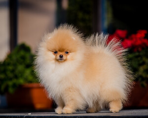 A cute fluffy puppy stands against the background of flower beds. The breed of the dog is the Pomeranian