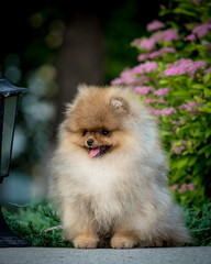 A cute fluffy puppy with its tongue hanging out sits near a flower bed. The breed of the dog is the Pomeranian